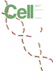 Cell