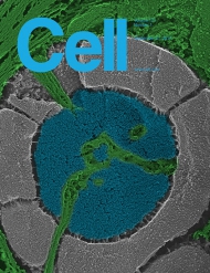 Cell