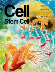 Cell - Stem Cell