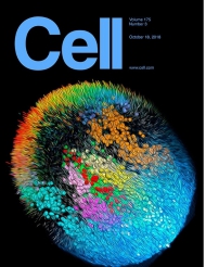 Cell     