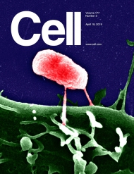 Cell