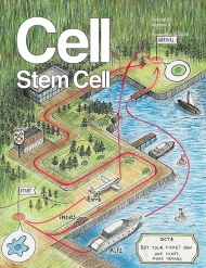 Cell - Stem Cell