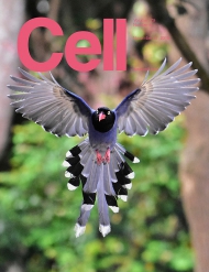 Cell