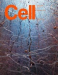 Cell