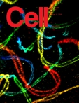 Cell