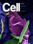 Cell