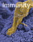Cell - Immunity