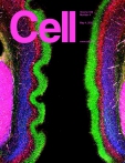 Cell