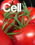 Cell