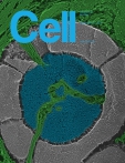 Cell
