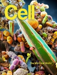 Cell  