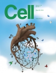 Cell