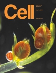 Cell    