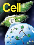 Cell