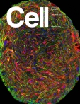 Cell
