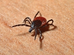 Předpověď aktivity klíštěte obecného (Ixodes ricinus) na území České republiky