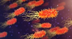 V Evropě zemře na infekce odolné proti antibiotikům ročně 33 000 lidí. Většina se nakazí v nemocnicích