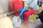 V Brně vznikne biobanka se dvěma miliony biologických vzorků. Vědci na nich budou zkoumat vliv škodlivin i stresu na organismus