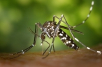 Geneticky upravená houba zabila 99 procent komárů. Vědci ji otestovali ve falešné vesnici